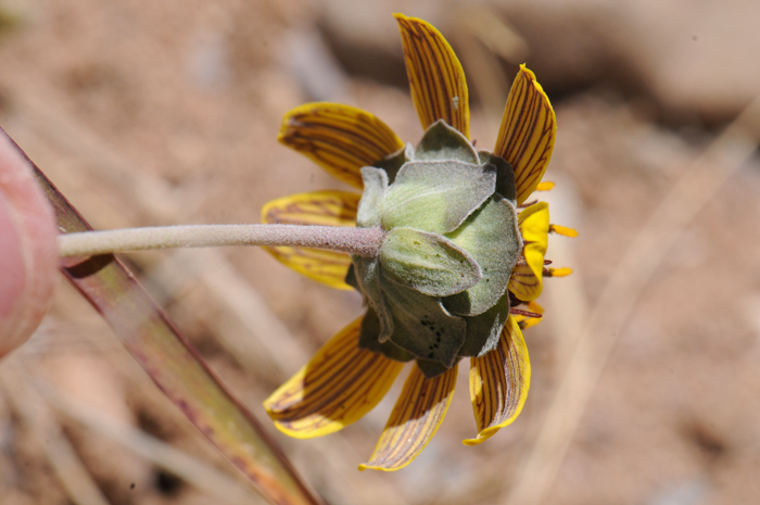 Lyreleaf Greeneyes has showy yellow to orange ray flowers with noticeable veins of red to maroon. Note bracts or phyllaries either obovate or ovate in 3-series. Berlandiera lyrata 